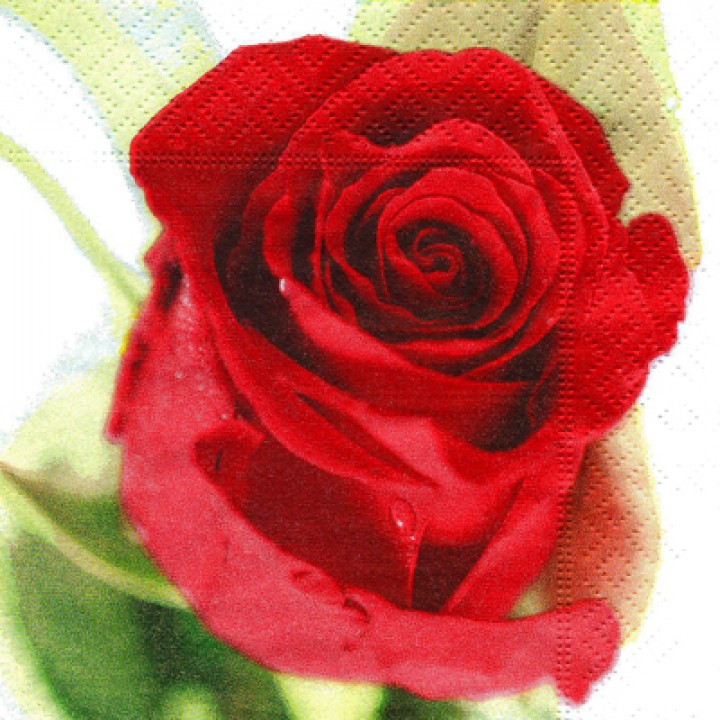Одинокая роза -2