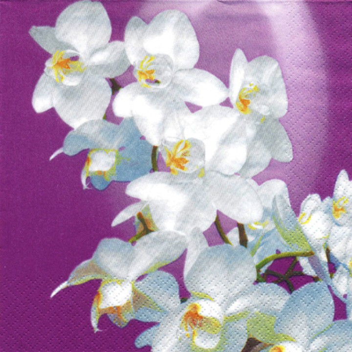 Орхидея "Бланка"