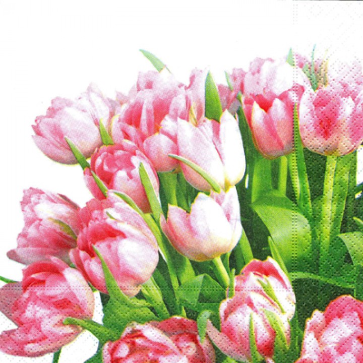 Тюльпаны (угол)